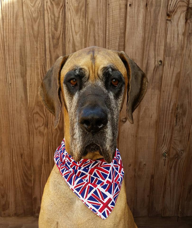 Great dane sale bandana